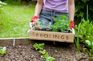 Gardener with Wooden Seedling Tray